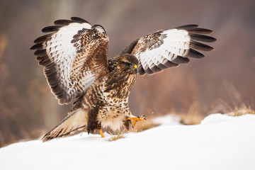Wild bird of prey with brown and white feathers landing on snow covered meadow with wings wide open in wintertime. Common buzzard, buteo buteo, on a hunt.