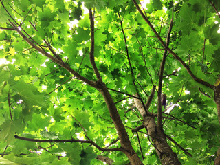Summer maple tree on the sky background. Texture, background