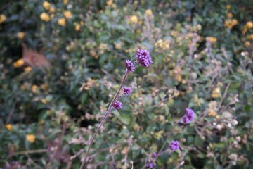 Violet flower with green leaf 