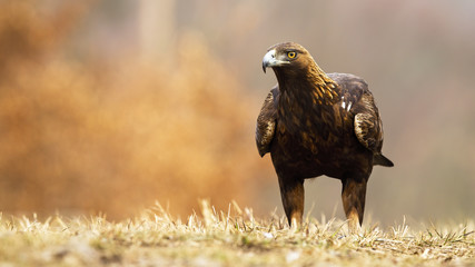 Golden eagle, aquila chrysaetos, with brown plumage and powerful beak staring intensely into camera on a meadow in autumn. Dark bird sitting on the ground in natural habitat.