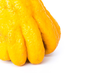 Fototapeta na wymiar Studio shot close-up bright yellow Fingered Citron (Buddha Hand citrus) isolated on white