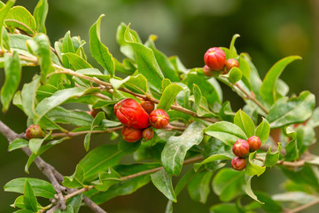 Grenade tree blossom. Closup on a lush foliage of fruit tree branches with red flowers.