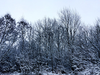 Winter forest in the snow on the white sky background. Winter background