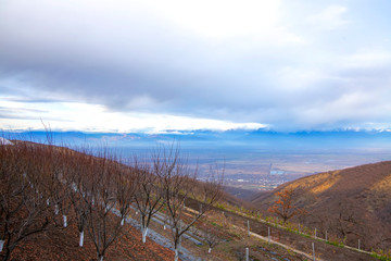 Autumn orchards of Alazani Valley against the backdrop of snowy mountain peaks at sunset