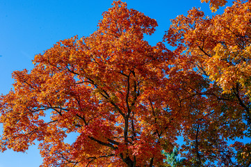 Platte City Missouri Autumn Fall Orange Red Bright Vibrant Colors
