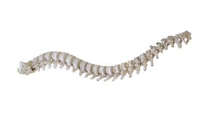 3d rendered medically accurate illustration of a human spine