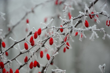 red berries in snow