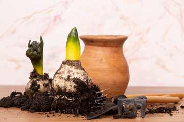 Fresh spring plants and tools for plants Care