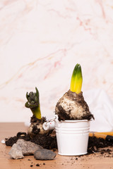 Fresh spring plants and tools for plants Care