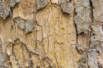 tree bark texture