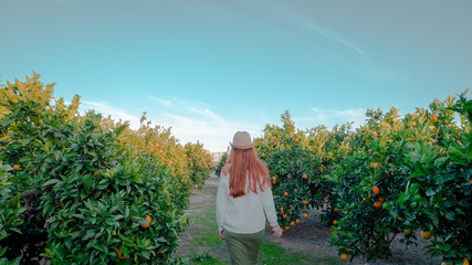 Orange trees with oranges in a field in Valencia region of Spain