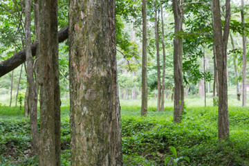 Fototapeta premium path in the forest