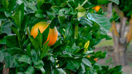 Orange trees with oranges in a field in Valencia region of Spain