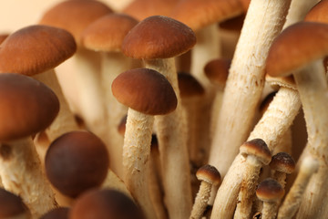 Honey agaric mushrooms textured background, close up