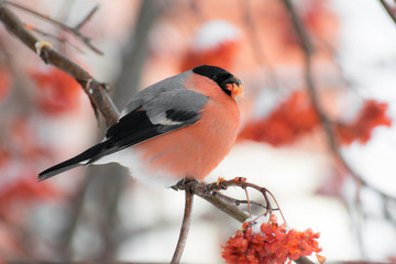 Cute colorful eurasian bullfinch eating red berries, (Pyrrhula pyrrhula)