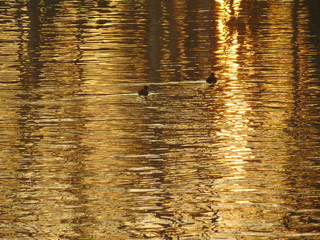 wood texture background