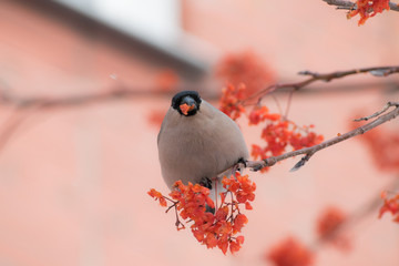 Cute colorful eurasian bullfinch eating red berries, (Pyrrhula pyrrhula)