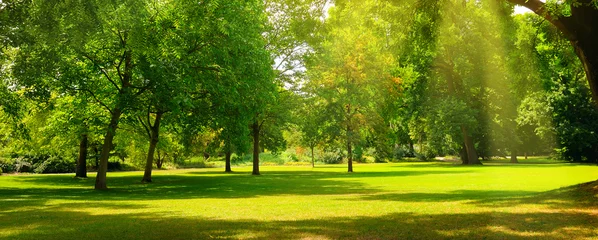 Fototapeten Ein Sommerpark mit weitläufigen Rasenflächen. Breites Foto. © alinamd