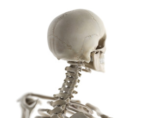 3d rendered medically accurate illustration of the skeletal neck and skull