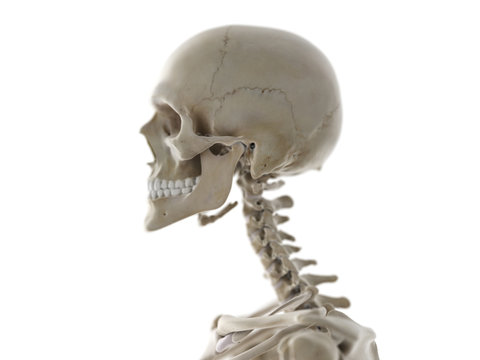 3d rendered medically accurate illustration of the skeletal neck and skull