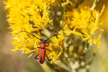 longhorn beetle on yellow flower