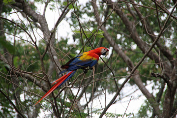 wild red macaw in Costa Rica