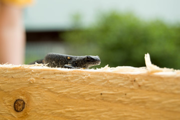 Lizard on a wood