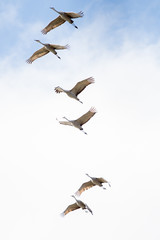 Sandhill Crane Migration © Karlee