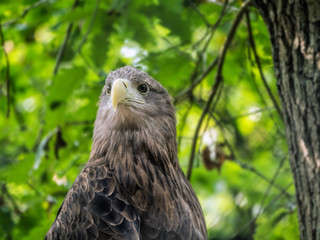 Perched white-tailed sea eagle in aviary