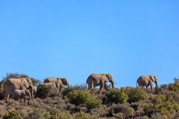 African bush elephant (Loxodonta africana) herd in typical keroo habitat. Karoo, Western Cape, South Africa