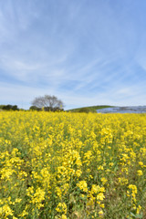 Field mustard, spring has come