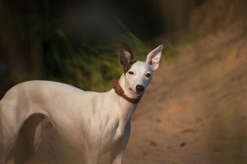 A white greyhound dog Whippet with a black ear stands in nature lit by the sun and looks at you