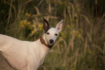 A white greyhound dog Whippet with a black ear stands in nature lit by the sun and looks at you