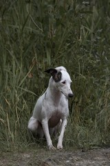 sad little white with black ear dog is sitting in the grass