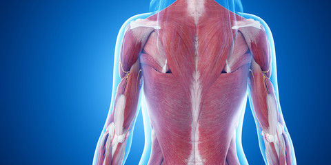 3d rendered medically accurate illustration of the upper body muscles