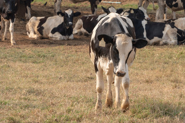 Black and white cows in a grassy field.