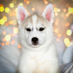 Cute siberian husky puppy sitting on white background