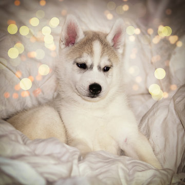 Cute siberian husky puppy sitting on white background