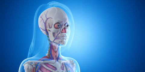 3d rendered medically accurate illustration of the head anatomy