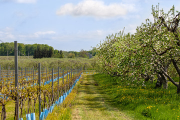 sentier de pommiers