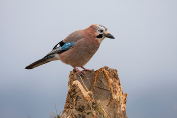 Eurasian Jay (Garrulus glandarius) in winter perched on his usual perch. Leon, Spain.