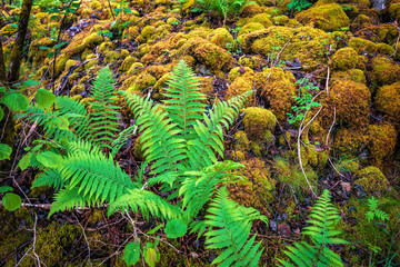lush fern anf moss in the forest