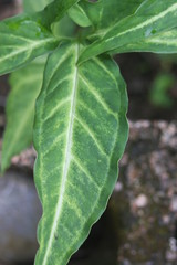 Green and white striped arrowhead ivy close-up