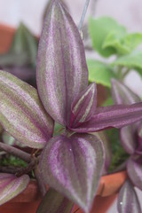 dark green, purple with light purple stripe tropical plant 