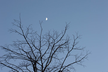 Silhouette of a tree