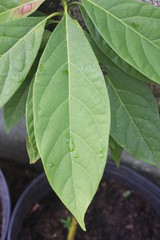 close up Avocado leaves with rain drops 