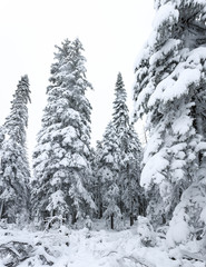 Winter forest snowy taiga. Tops of conifers. Beautiful nature of Russian Siberia. Taiga forest in winter. Frosty snowy overcast weather