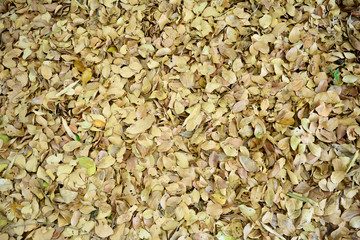the many small brown leaves at the ground under the tree