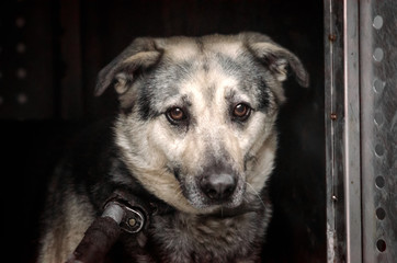 old stray dog ​​in a shelter