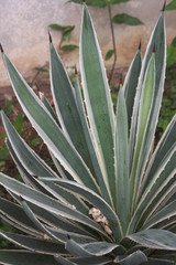 green and while with black pointy thorns Agave 
